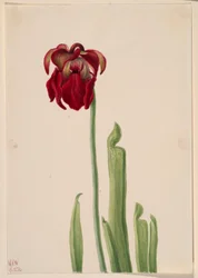 Rød kandebærerplante (Sarracenia jonesii)