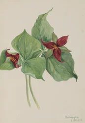 Red Trillium Trillium opført, 1918.