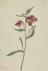Rød pileurt (Epilobium latifolium)
