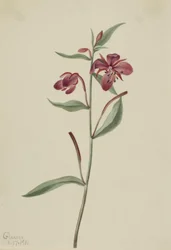 Rød pilegræs Epilobium latifolium, 1911.