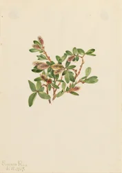 Klippepil (Salix petrophila)
