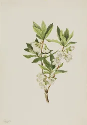Rocky Mountain Rhododendron (Rhododendron albiflorum)