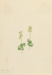Rocky Mountain Twayblade Ophrys necrophylla, 1919.