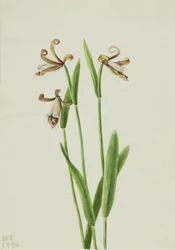 Rosenknop-orkidé (Pogonia divaricata)