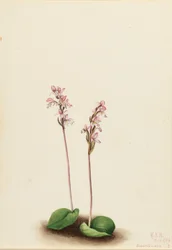 Rundbladet gøgeurt (Orchis rotundifolia)