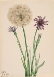 Salsify Tragopogon porrifolius, 1921.