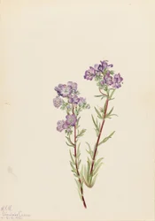 Sand-facelia (Phacelia linearis)