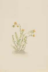 Stenopetal plante, ca. 1917-1918.