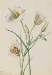 Segolilje (Calochortus nuttallii)