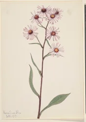 Prangende Aster (Aster conspicuus)