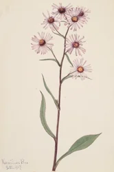 Prangende Aster Prangende Aster, 1917.
