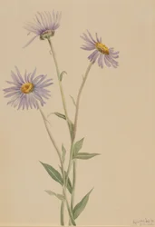 Showy Fleabane (Erigeron salsuginosus)