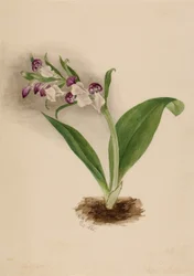 Prangende orkideer (Orchis spectabilis)