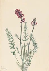 Prangende Oxytrope Prangende Oxytrope, 1922.