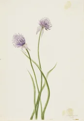 Sibirisk løg (Allium sibericum)