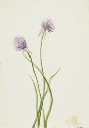Sibirisk løg Allium sibericum, 1903.