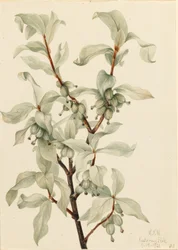 Sølvbær (Elaeagnus commutata)