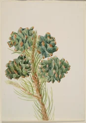 Single-Leaf Pine (Pinus monophylla)