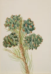 Enkeltbladet fyrretræ Pinus monophylla, ca. 1930