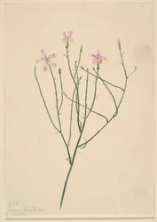 Skeletblomst (Lygodesmia juncea)