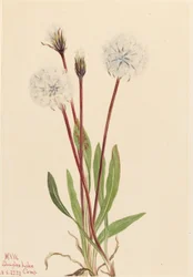 Slank agoseris (Agoseris gracilens)