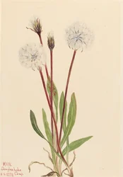 Slank Agoseris Agoseris gracilens, 1922.