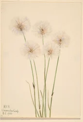 Slank bomuldsgræs (Eriophorum chamissonis)