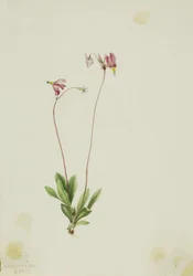 Slank stjerneskærm (Dodecatheon pauciflorum)