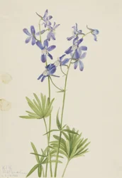 Slank lærkespore (Delphinium depauperatum)