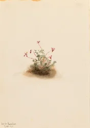 Lille tranebær (Oxycoccus palustris)