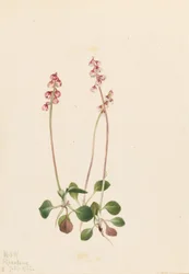 Lille pyrola (Pyrola minor)