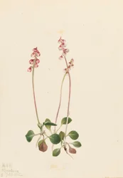 Lille Pyrola Pyrola minor, 1922.