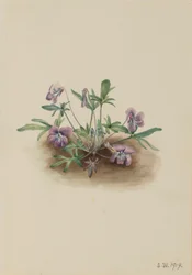 Sydkystviol (Viola septemloba)