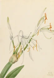 Edderkoppelilje (Hymenocallis rotata)