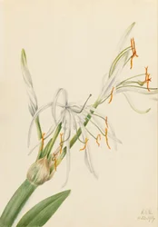 Spider Lily Hymenocallis rotata, 1919.
