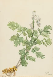 Egernmajs (Bikukulla canadensis)