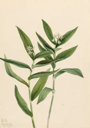 Stjerne Solomonplume Vagnera stellata, 1921.