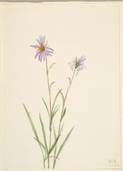 Sumpstjerne (Aster paludosus)