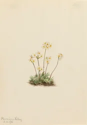Søde Androsace Androsace carinata, 1916.