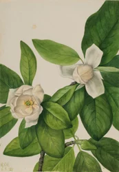 Sødskærm (Magnolia virginiana)