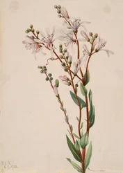 Tjæreblomst Befaria racemosa, 1922.