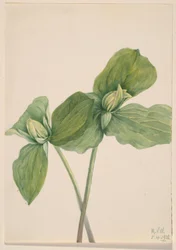 Trillium i larveform (Trillium sessile)