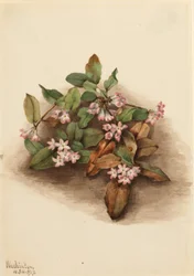 Efterløbende arbutus (Epigaea repens)