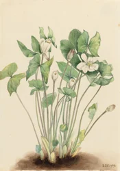 Tvillingeblad (Jeffersonia diphylla)