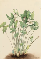 Twinleaf Jeffersonia diphylla, 1919.