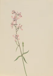 Uden titel - blomsterstudie