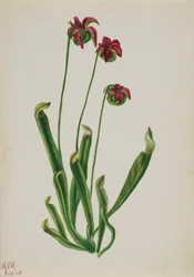 Uden titel--Flower Study, 1940.