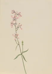Uden titel--Flower Study, ca. 1900-1930.
