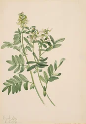 Uden titel - Plantestudie, 1919.