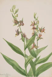 Uden titel--Plant Study, 1929.